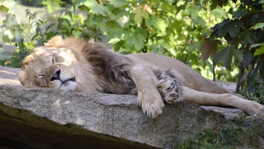 Ergonomia del Sonno – Posizioni giuste per dormire